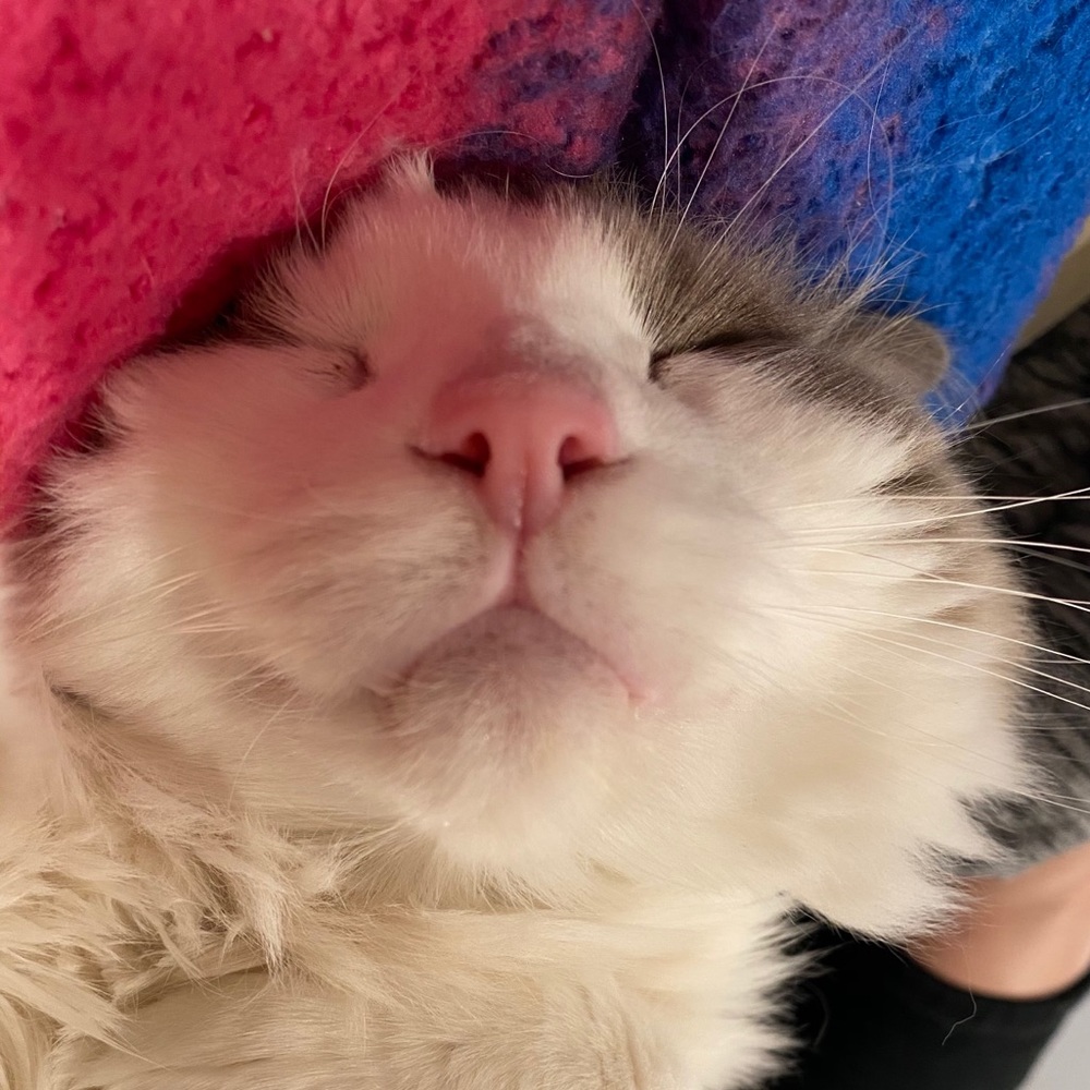 Meet your Posher, Xuxu